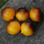 Tomate Belle Coeur - comprar online