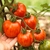Tomate Red Zebra