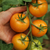 Tomate Naranja en Racimo
