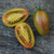 Tomate Lucky Tiger - LA HUERTA ORGÁNICA SEMILLAS