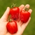 Cherry Tomatoberry
