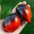 Tomate Pascal de Picardie