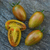 Tomate Lucky Tiger - tienda online