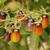 Cherry Indigo Peardrops en internet