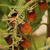 Cherry Indigo Peardrops