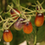 Cherry Indigo Peardrops - comprar online