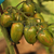 Tomate Lucky Tiger - comprar online