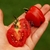 Cherry Tomatoberry - comprar online