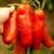 Tomate Smiley Worms - comprar online
