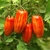 Tomate Cassady´s Folly - comprar online
