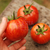 Tomate Cascada de Lava en internet