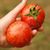 Tomate Cascada de Lava - LA HUERTA ORGÁNICA SEMILLAS