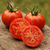Tomate Cascada de Lava - tienda online