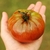 Tomate Reinhards Chocolate Heart - comprar online