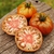Tomate Reinhards Chocolate Heart