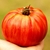 Tomate Pink Jazz