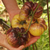 Tomate Sart Roloise en internet