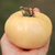 Tomate Great White - comprar online