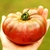 Tomate Amazonas Chocolate