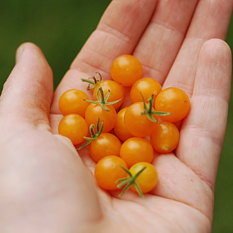 Cherry Mini Grosella Amarillo