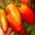 Tomate Cuerno de los Andes