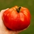 Tomate Minusinsk Giant