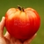 Tomate Minusinsk Giant - comprar online