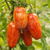 Tomate Casadys Folly