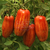 Tomate Casadys Folly - comprar online