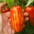 Tomate Cassady´s Folly