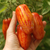 Tomate Casadys Folly - LA HUERTA ORGÁNICA SEMILLAS