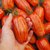Imagen de Tomate Casadys Folly