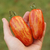 Tomate Casadys Folly