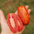 Imagen de Tomate Casadys Folly