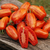 Tomate Casadys Folly
