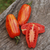 Tomate Casadys Folly - LA HUERTA ORGÁNICA SEMILLAS