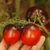 Tomate Dark Galaxy - comprar online