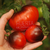 Tomate Dark Galaxy - LA HUERTA ORGÁNICA SEMILLAS