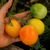 Tomate De Barao Golden - comprar online