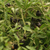 Cherry Black Keyes - comprar online