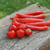 Ají Pepperoncino Tondo Calabrese en internet