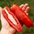 Tomate Smiley Worms