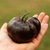Tomate Black Beauty - LA HUERTA ORGÁNICA SEMILLAS