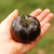 Tomate Black Beauty - tienda online