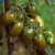 Tomate Lucky Tiger en internet