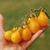 Cherry Gota de Oro - comprar online