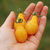 Cherry Gota de Oro - tienda online