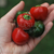 Ají Pepperoncino Tondo Calabrese - LA HUERTA ORGÁNICA SEMILLAS