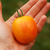 Tomate De Barao Golden en internet