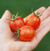 Cherry Bumblebee